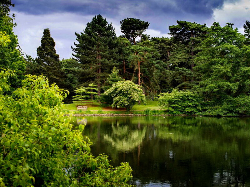 Pond in Forest Park — Green
