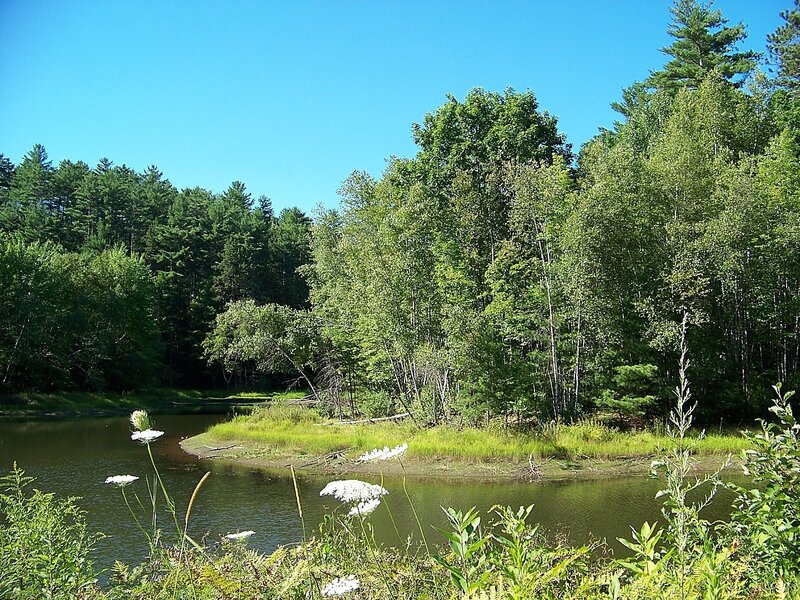 Pond in Forest