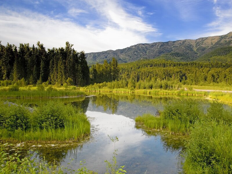 Pond in Forest Valley — Green, Serene