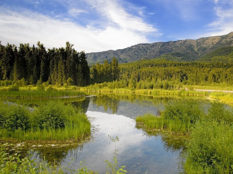 Pond in Forest Valley — Green