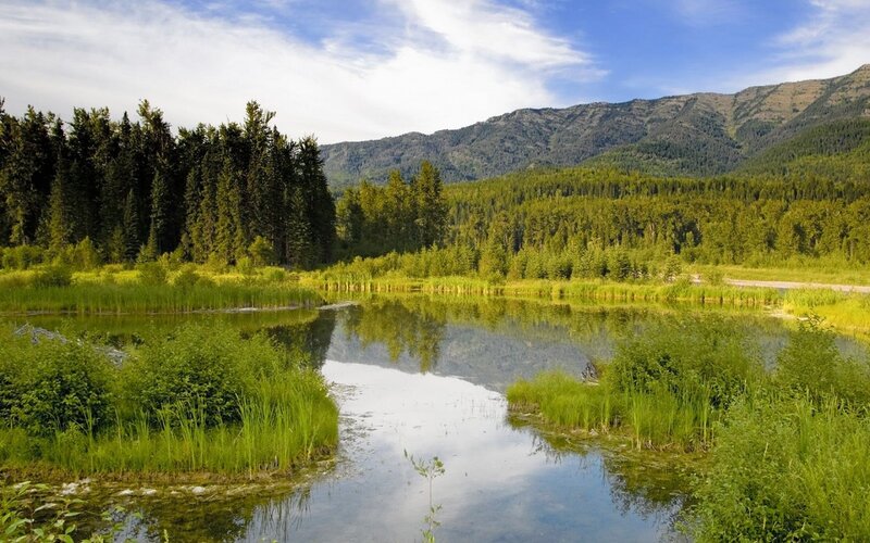 Pond in Forest Valley