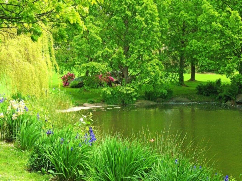 Pond in Garden