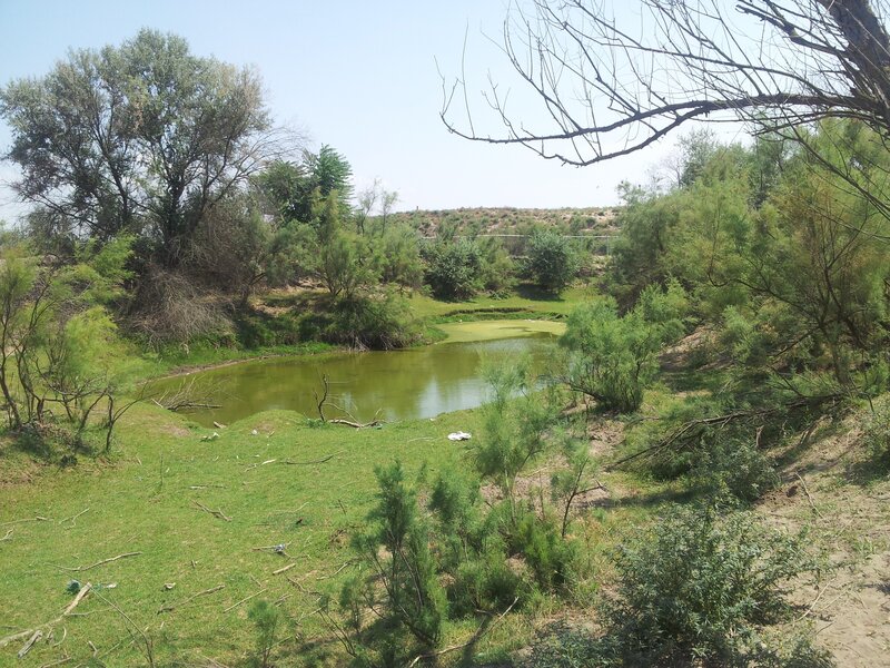 Pond in Grassy Area