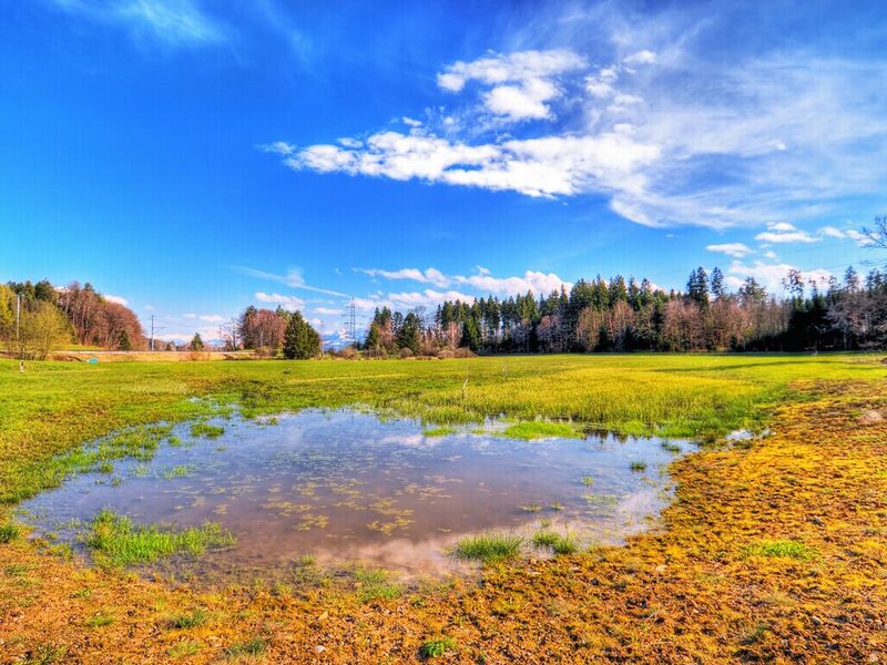 Pond in Grassy Field — Blue