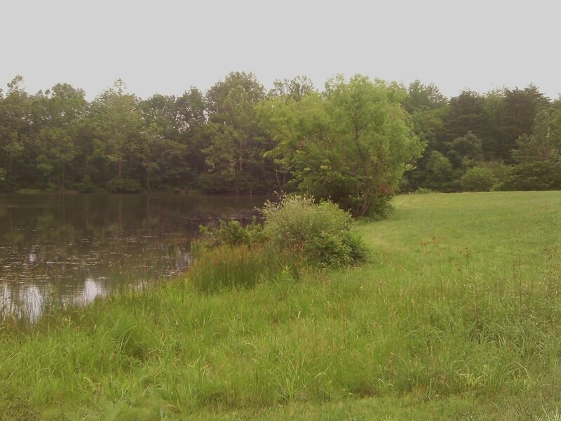 Pond in Grassy Field — Green