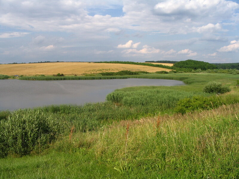 Pond in Grassy Field