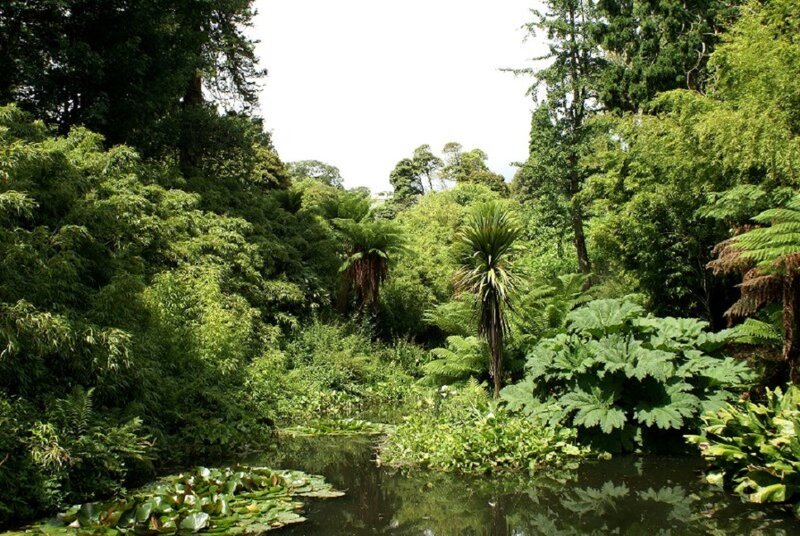 Pond in Lush Forest