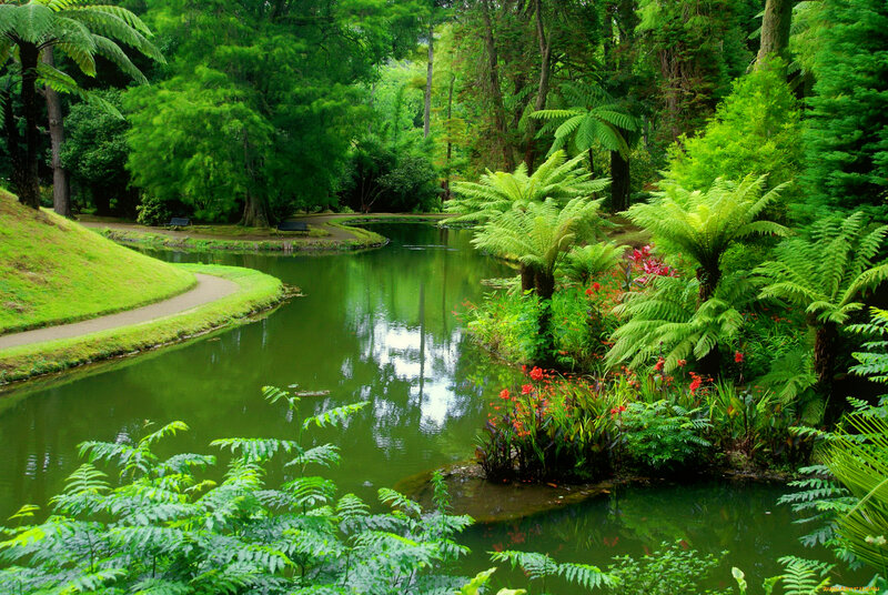 Pond in Lush Garden