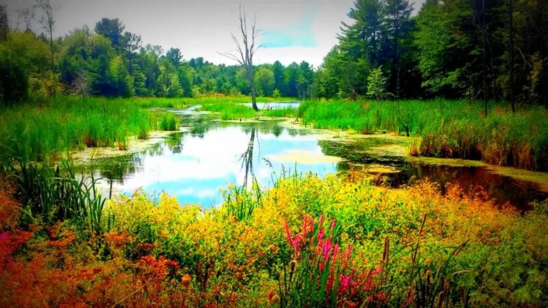 Pond in Marshland