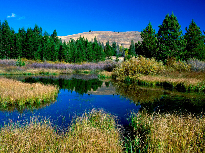 Pond in Meadow