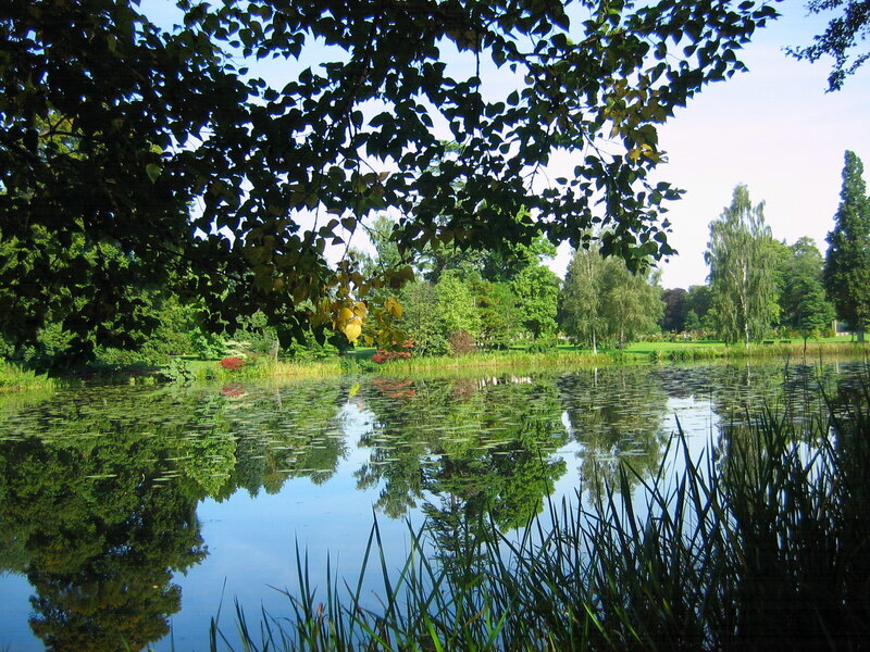 Pond in Park — Green, Serene, Afternoon, Photograph, Trees, Grass, Reeds