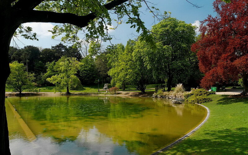 Pond in Park with Trees