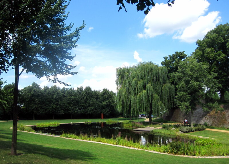 Pond in Park with Willow Tree