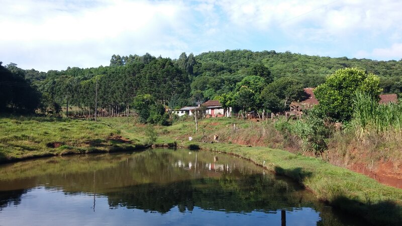 Pond in Rural Landscape — Green
