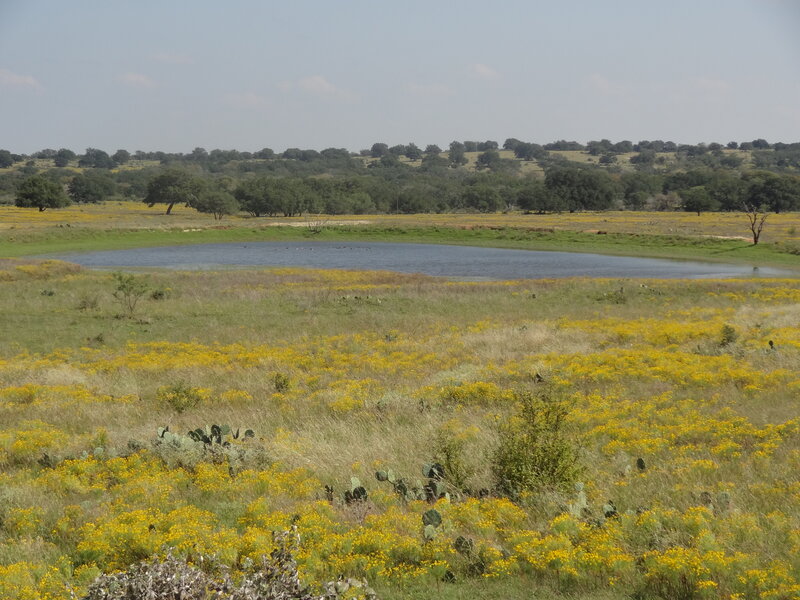 Pond in Wildflower Field