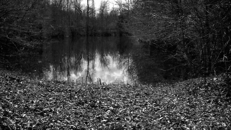 Pond in Wooded Area — Black