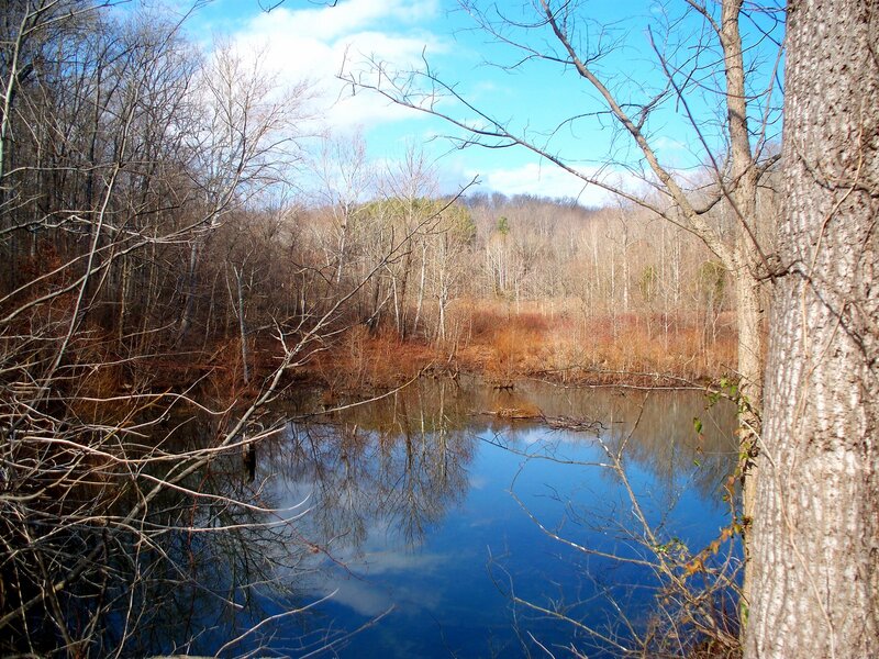 Pond in Wooded Area — Blue, Serene