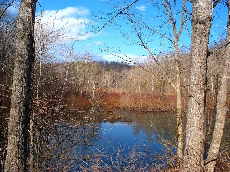 Pond in Wooded Area — Blue