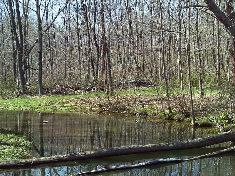 Pond in Wooded Area — Green, Serene