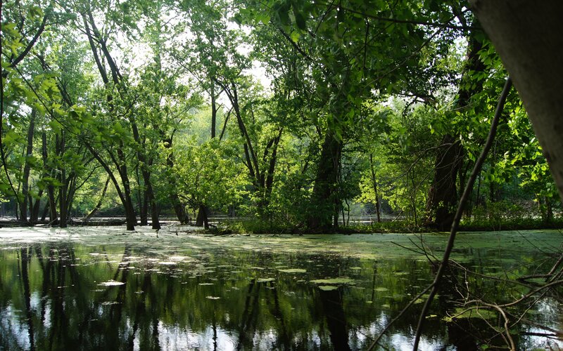 Pond in Wooded Area — Green