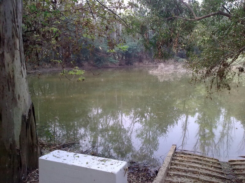 Pond in Wooded Area
