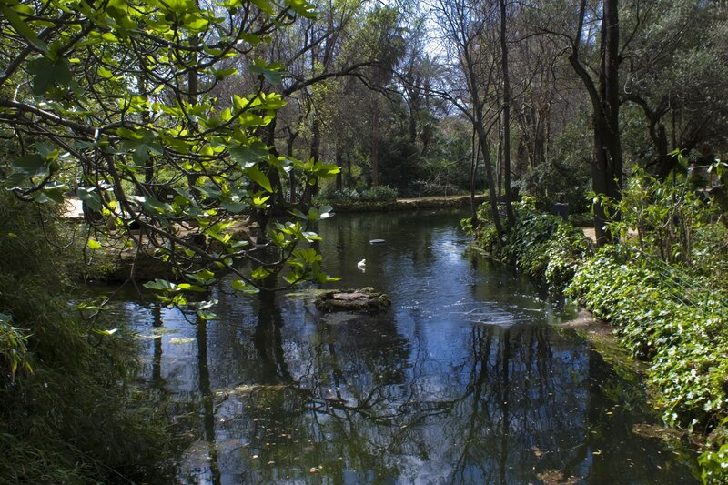 Pond in Wooded Park — Green