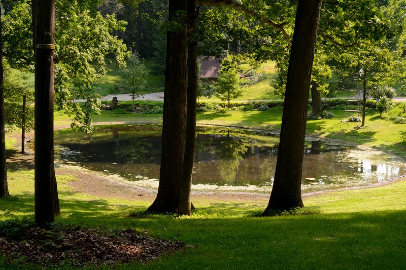 Pond in Wooded Park