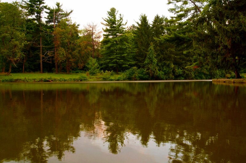 Pond Reflecting Trees