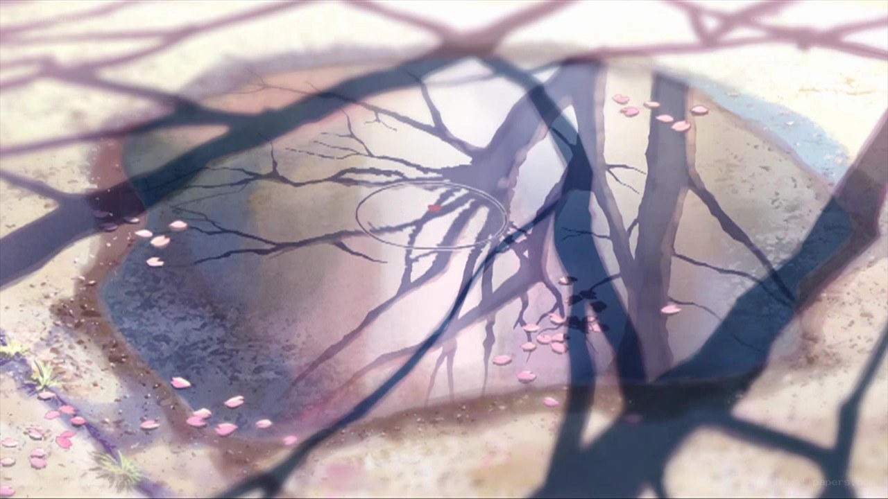 Pond reflection with cherry blossoms