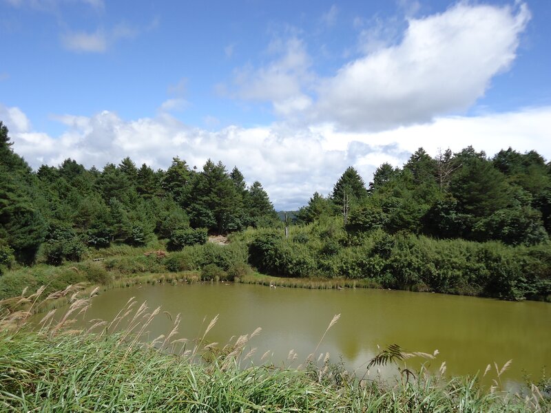 Pond surrounded by forest