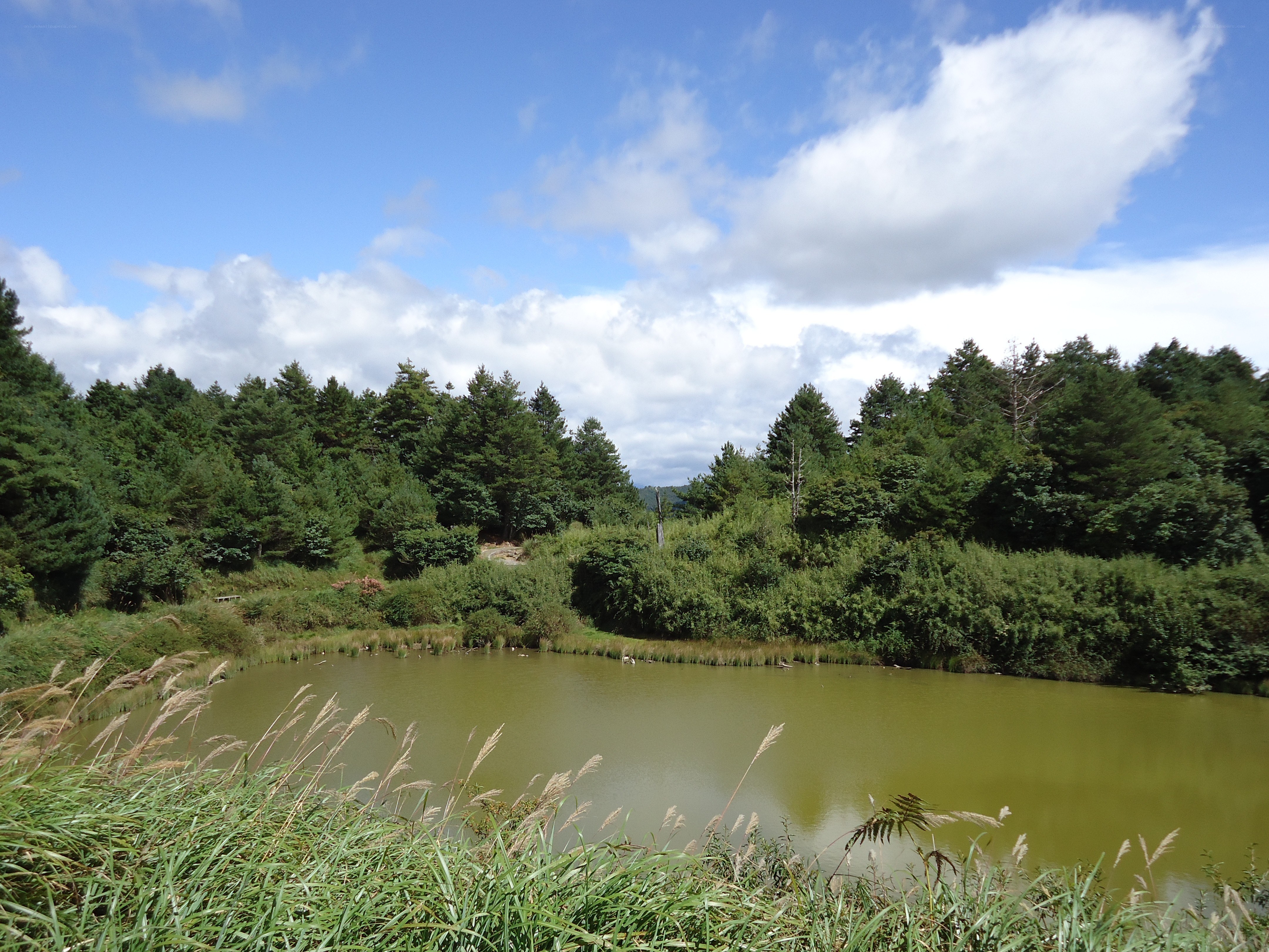 Pond surrounded by forest