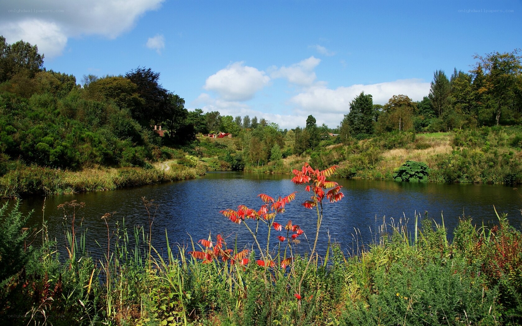 Pond surrounded by greenery