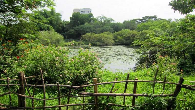 Pond Surrounded by Greenery — Green