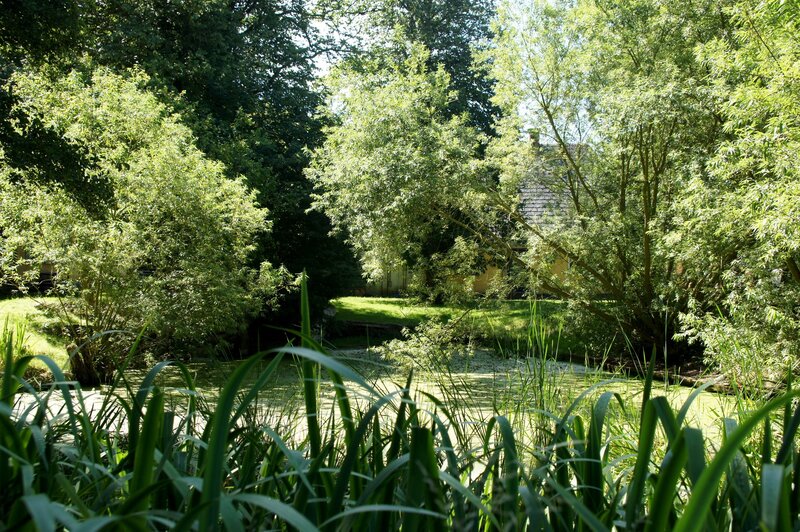 Pond surrounded by lush greenery