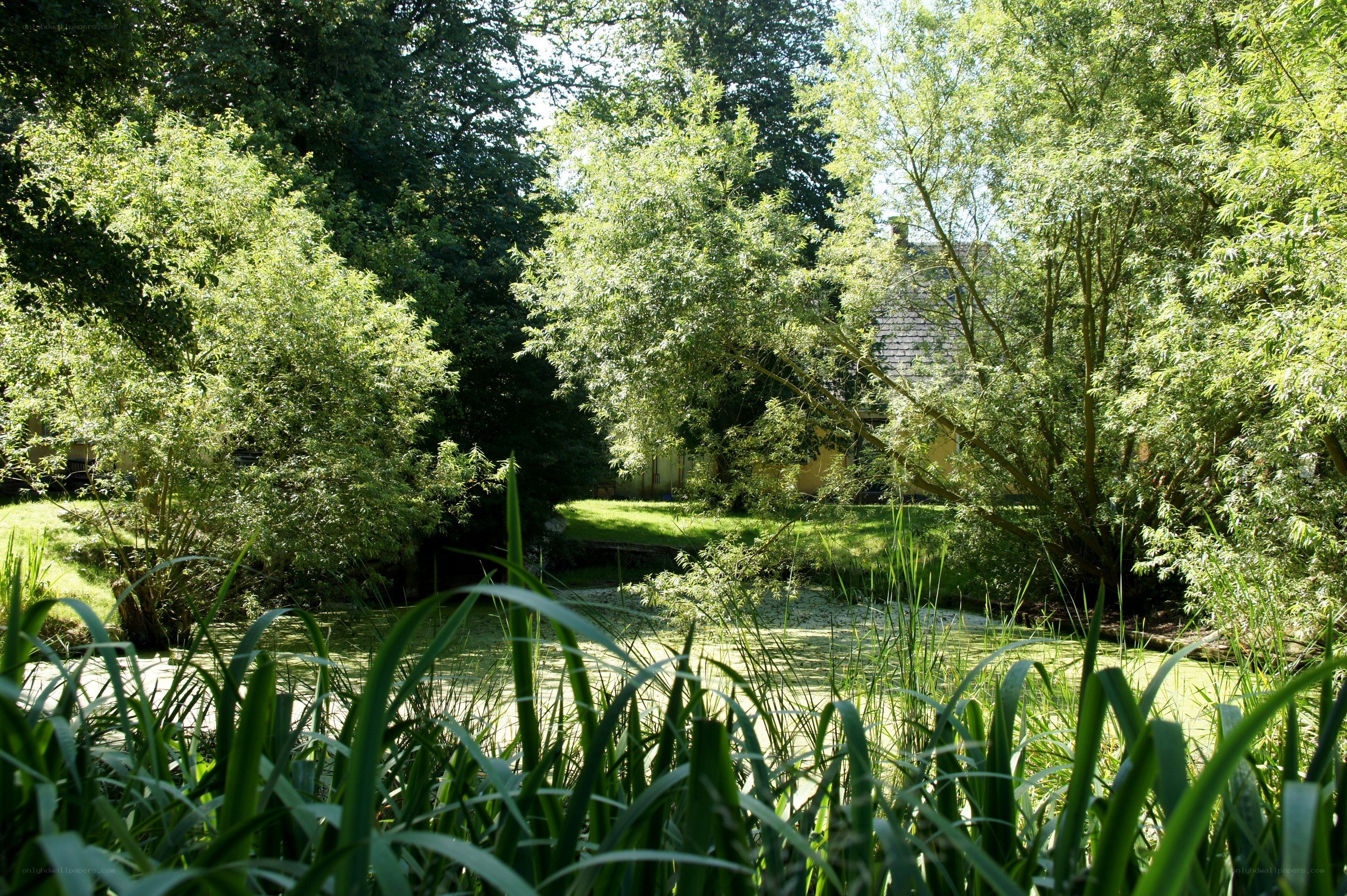 Pond surrounded by lush greenery