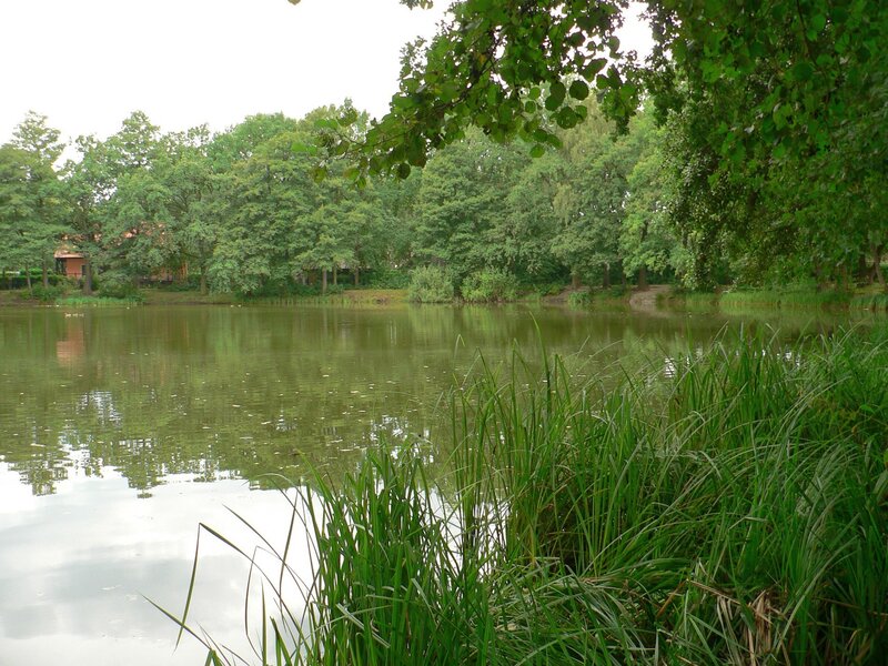 pond surrounded by trees