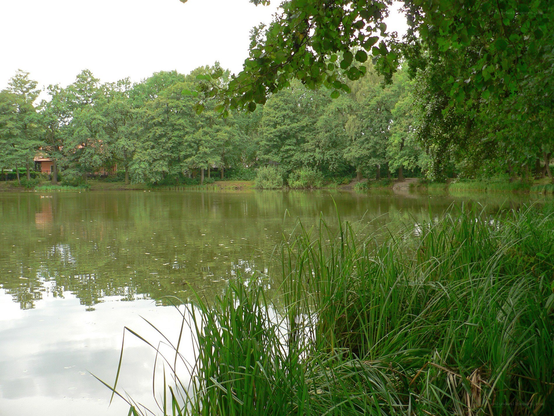 pond surrounded by trees
