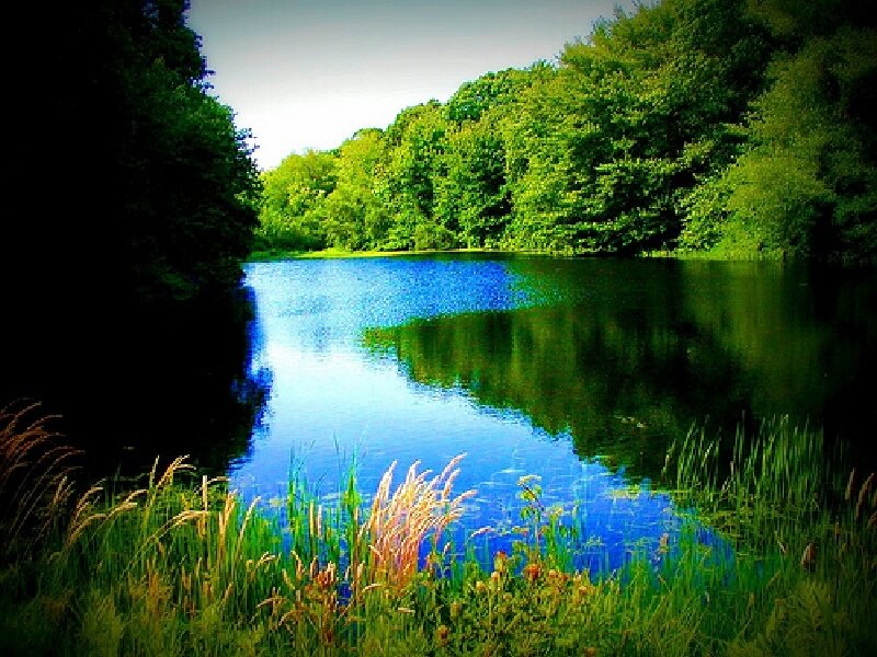 Pond Surrounded by Trees — Blue, Serene