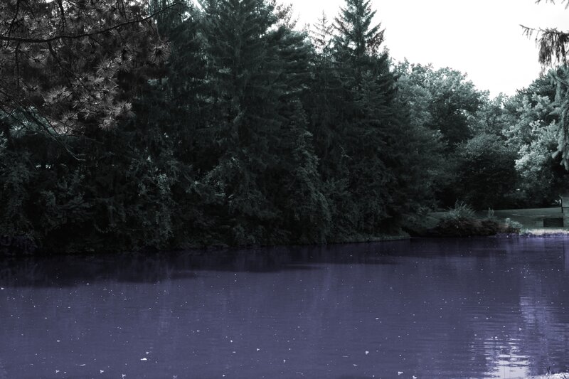 Pond Surrounded by Trees — Blue