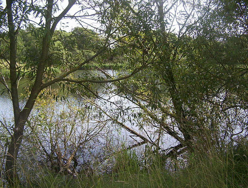Pond Surrounded by Trees — Green, Calm