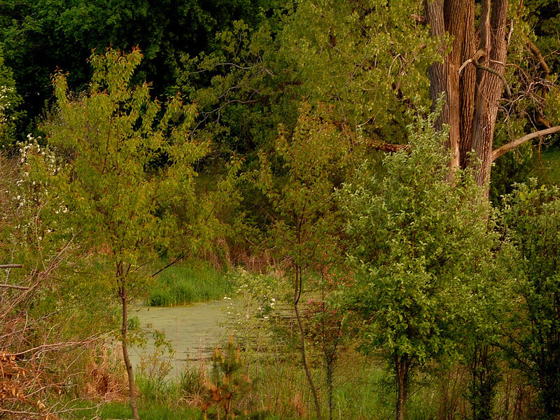 Pond Surrounded by Trees — Green, Serene, Afternoon, Photograph, Bushes