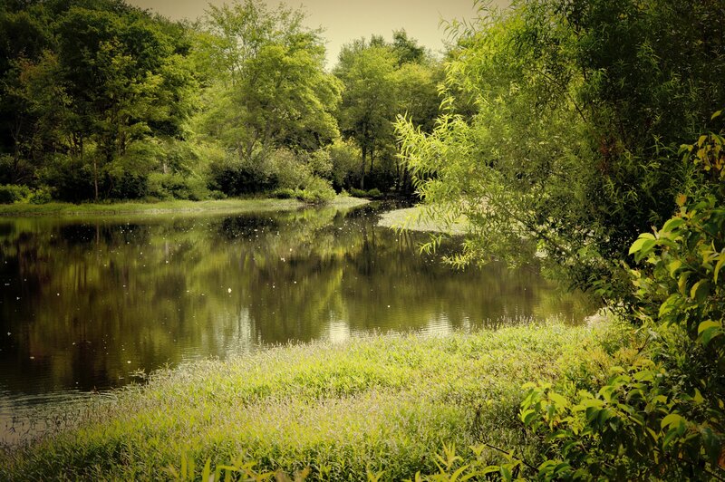 Pond Surrounded by Trees — Green, Serene, Afternoon, Photograph, Grass, Water