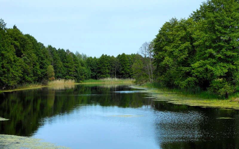 Pond Surrounded by Trees — Green, Serene, Afternoon, Photograph, Reeds