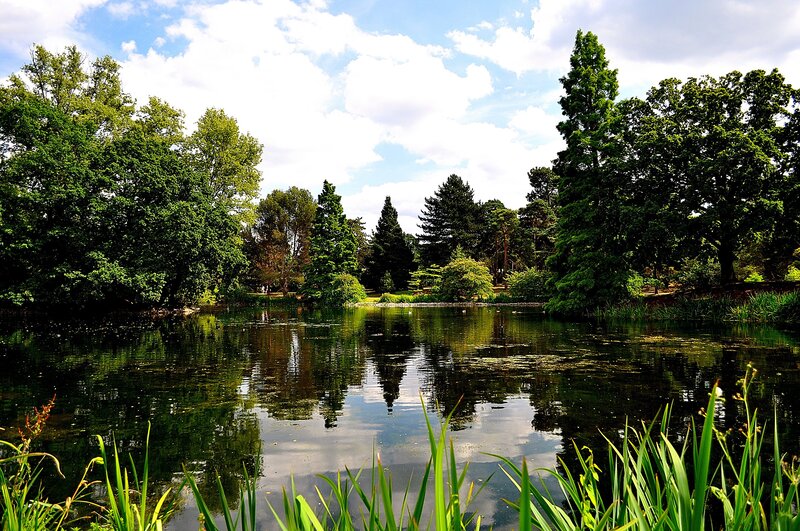 Pond Surrounded by Trees — Green, Serene, Afternoon, Photograph, Sky, Grass, Blue, White