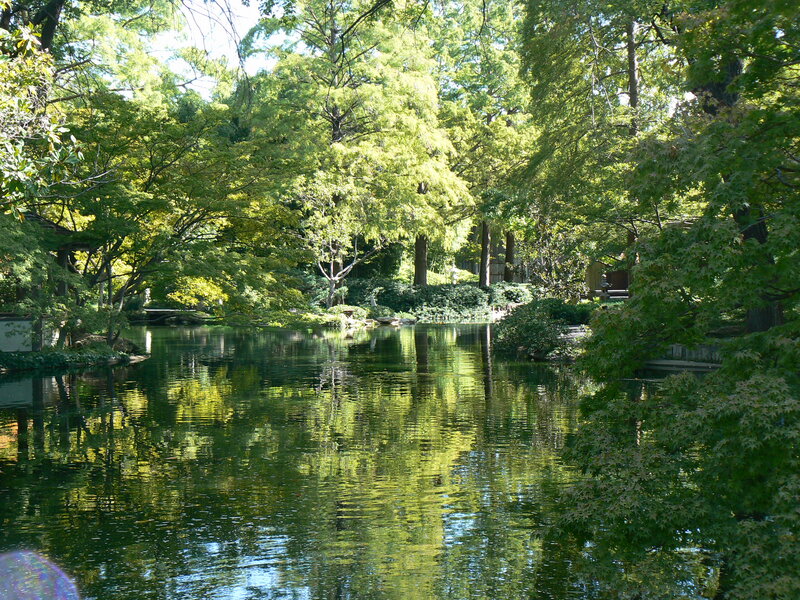 Pond Surrounded by Trees — Green, Serene, Afternoon, Photograph