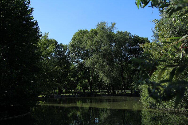 Pond Surrounded by Trees — Green, Serene, Afternoon, Photograph, Water, Sky
