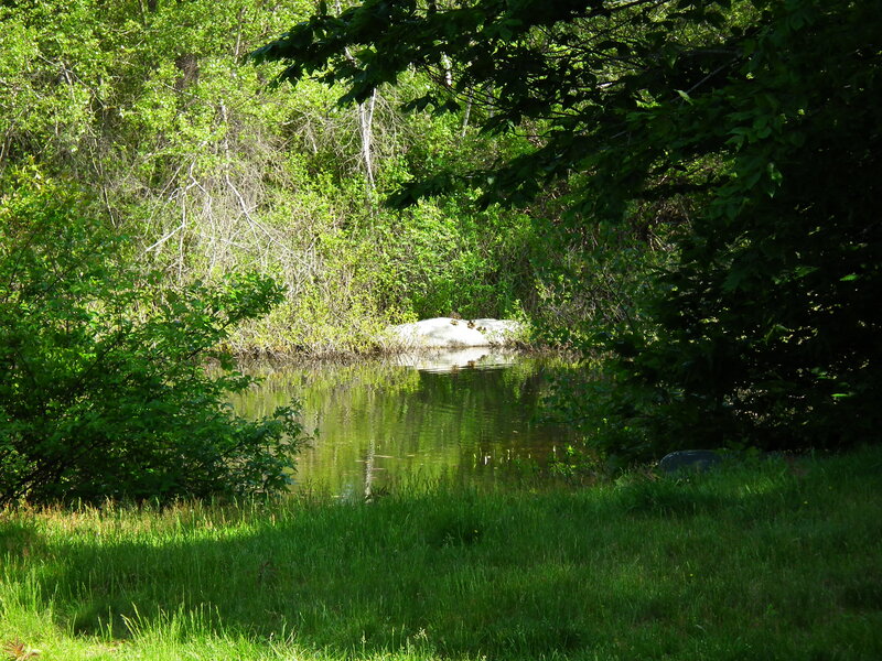 Pond Surrounded by Trees — Green, Serene, Afternoon
