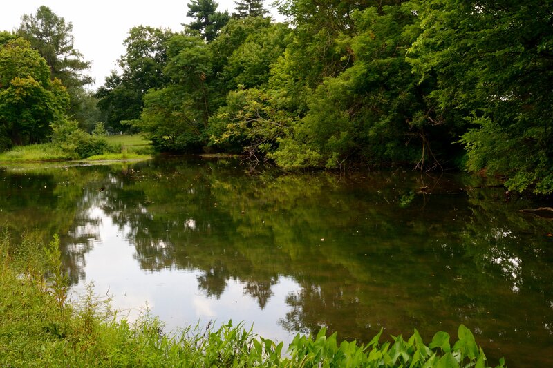 Pond Surrounded by Trees — Green, Serene, Summer, Photograph