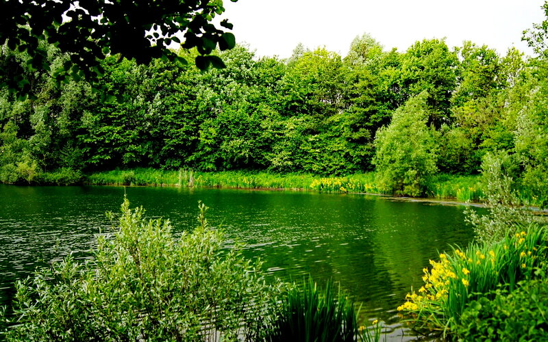 Pond Surrounded by Trees — Green, Serene, Summer