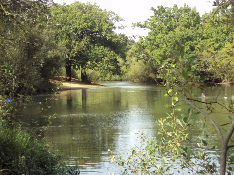 Pond Surrounded by Trees — Green, Serene